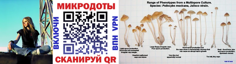 Псилоцибиновые грибы GOLDEN TEACHER  Купить закладки  Новозыбков 